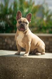 A full grown french bulldog is a stocky, compact little dog that will grow to about one foot tall (12 inches / 30 this chart represents the average french bulldog weight. French Bulldog Wikipedia