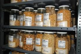 Seed banks provide conditions necessary for the longevity of seeds. Seed Bank
