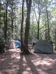 Alpine Grove Campsite Near Chard And Lyme Regis Woodland Loveliness Campsite Dorset Alpine
