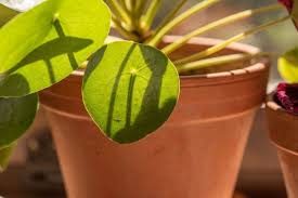 Thrips are tiny and difficult to see, but if. 4 Possible Causes Of A Chinese Money Plant With Yellow Leaves The Practical Planter