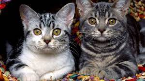 krasivye koshki 38 foto https classpic ru blog krasivye koshki foto html koshki davno stali sinonimami milye detenyshi zhivotnyh detenyshi zhivotnyh zhivotnye