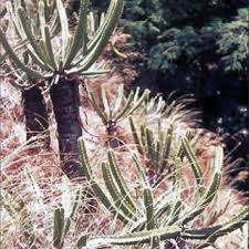 Image result for Ceropegia namuliensis