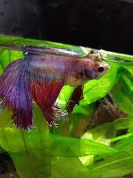 A bloated belly, bulging eyes, stringlike feces, swollen body, as. Betta Bloated How Do I Know If It S Dropsy Bettafish