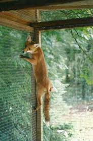 Being able to keep the poo as far away from your nose as possible is one of the great features of this particular pooper scooper. Deterring Foxes Wildlife Online