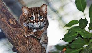 Speciile pe cale de disparitie inseamna o populatie a unui anumit organism viu supus la riscul de a disparea. Va Putea Clonarea SÄ PrevinÄ DispariÅ£ia Animalelor Periclitate