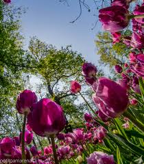 Accessori della ragazza di fiori commenti gioielli da sposa commenti veli sposa commenti guanti da sposa commenti sottogonne da sposa commenti. Al Castello Di Pralormo Una Pasqua Tra Libri Favole E Tulipani Giorni Di Festa Per Le Famiglie Ieri Oggi Domani
