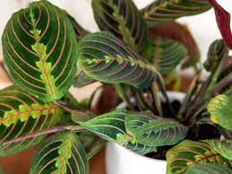Maybe you would like to learn more about one of these? Prayer Plant Indoor Plant Care Growing Guide