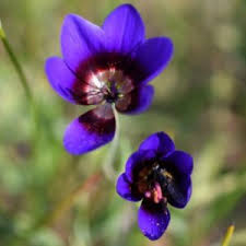 Image result for Hypoxis monanthos