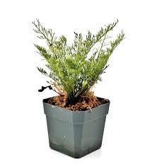 Image result for Asplenium variabile