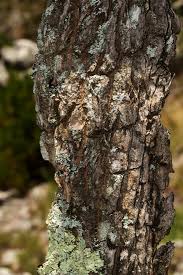 Image result for Syncolostemon flabellifolius