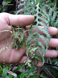 Image result for Deparia