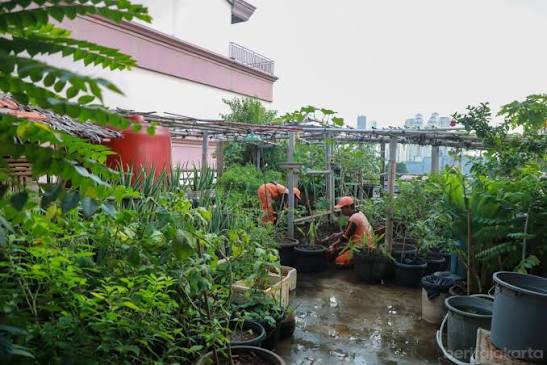 Lagi cari inspirasi buat manfaatin balkon atau atap rumah? Yuk lihat potret  berikut ini. ✨ Rooftop kantor kelurahan Tangki, Jakarta Barat manfaatkan  lahan seluas 50 meter persegi untuk ditanami berbagai buah, sayuran,