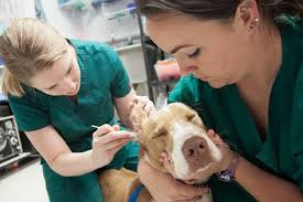 They begin the examination procedure and continue to assist the doctor throughout the examination, diagnosis and treatment phases. Top 10 Veterinary Technician Interview Questions And Answers In 2020