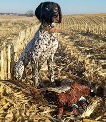 Subscribe to our channel here: A Hunting Dog S First Year In The Field