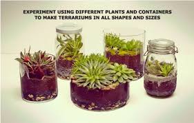 Our selection of cacti and succulents is extensive and includes many all our cacti are nursery grown from seeds and cuttings and are not collected from the wild. How To Make Your Own Terrarium Buy 6000 Nursery Plants Seeds Bulbs Pots Planters Online In India Terrarium Build A Terrarium Plants