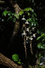 Image result for Aerangis kotschyana