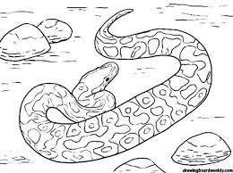 In the united states, however, there are rattlesnakes, copperheads and cottonmouths are all pit vipers. Pin On Coloring Pages