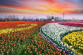 According to chinabackpacker.info, rapeseed flowers are planted to harvest cooking oil from their seeds after the flowers had withered after their colorful bloom. Jiangsu China On Twitter Beguiling Images Show Thousands Of Tulips Blooming In The Holland Sea Of Flowers Scenic Area In Yancheng Jiangsu Province Https T Co Bpo0zi7kzo Twitter