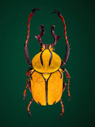 Image result for Dicoma macrocephala