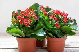 Cây lá bỏng: công dụng đối với sức khỏe và một số bài thuốc chữa bệnh