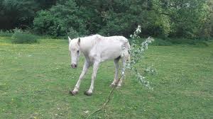 On augmente petit à petit. Neglige Par Son Proprietaire Un Cheval Decede Dans Une Pature A Mont Saint Eloi