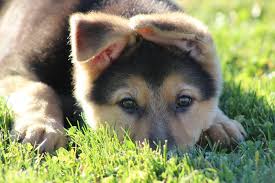 Eichenluft kennels, breeders of quality german shepherds. German Shepherds Amigo Acres