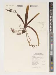 Image result for Rangaeris muscicola