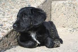 We did not find results for: Cockdor Spanador Cocker Spaniel Cross Labrador Dog Breeds Puppies Animals