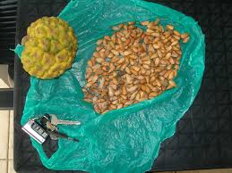 Image result for Myrianthus arboreus