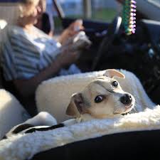 Home 2 suites is also pet friendly which enabled our daughter to bring her puppy. special offer. Puppy Scams Have Spiked In The Pandemic The New York Times