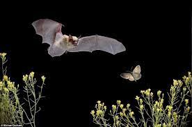 Prey This Western Bat Sees Its Prey As It Glides Over An Expanse Of Desert Scrub And Woodland In Bat Species Bat Conservation International Woods Photography