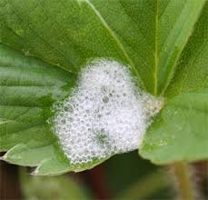 Spittlebugs are easily recognized by the white foamy 'spittle' produced by nymphs. Spittlebugs Wisconsin Horticulture