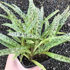 Image result for Ledebouria