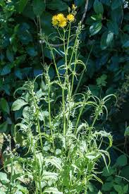 Image result for Crepis newii