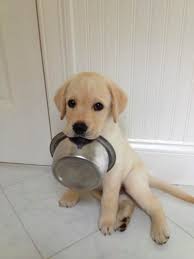 20 Maddede Golden Retriever Beslemek Onedio Com