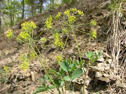 Image result for Pimpinella trifurcata