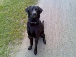 Labmaraner labrador retriever/weimaraner mixed dog breed information, including pictures, characteristics, and facts. Labrador Rhodesian Mix