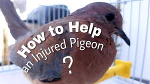 Maybe you would like to learn more about one of these? Taking Care Of An Injured Pigeon Youtube