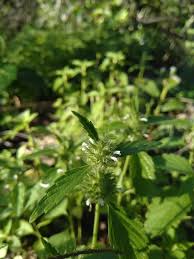 Image result for Leucas martinicensis