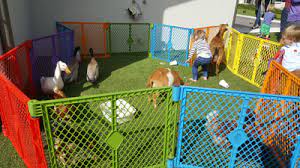 See 1,742 reviews, articles, and 1,249 photos of dallas zoo, ranked no.30 on tripadvisor among 241 attractions in dallas zoo: Oba Farms Mobile Petting Zoo Dallas Texas Mobile Petting Zoo Party Dallas Tx Farm Animal Petting Zoo Dallas Fort Worth Texas Farm Animals
