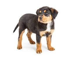 Average Cost Of Buying A Rottweiler With 21 Examples