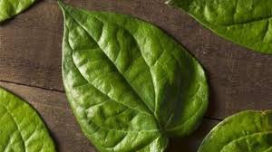Karena itu dengan meminuman secara rutin rebusan daun sirih, bisa membantu mengurangi asam urat secara alami. 5 Manfaat Daun Sirih Bagi Kecantikan Kulit Dan Rambut Berita Mediacorp