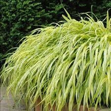 Image result for Microchloa afra