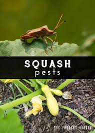 How to get rid of squash bugs. How To Get Rid Of Squash Pests