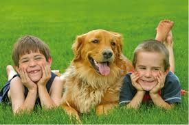 This list will help you pick the right pro lawn treatment service in providence. 100 Organic Lawn Care The Veron Company
