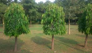 Image result for Monoon longifolium