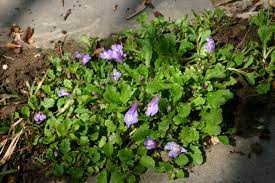 They're smaller than other varieties, they have attractive foliage, and/or they have a particularly long bloom period or bloom in two seasons. Mazus Reptans Wikipedia