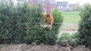 Maybe you would like to learn more about one of these? Portugese Laurier Planten Youtube