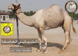 Check spelling or type a new query. Ø±Ø§Ø¹ÙŠ ØµØ¯Ø§Ù…Ù‡ On Twitter Ø§Ù„Ø´Ø¨Ø§Ø¨ÙŠ Ø¨Ø¹ÙŠØ± Ø§Ù„Ø¹Ø§ØµÙØ©