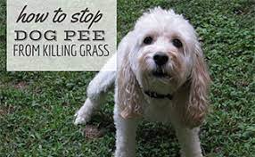 Tips for removing dog urine smell from carpet. Dog Pee Killing Grass How To Stop Stop Dog Urine From Killing Grass Naturally Neutralize Odor Caninejournal Com